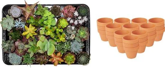 Plant and Stories Mix surprise mini succulentes lot 30 pot 8cm terre cuite