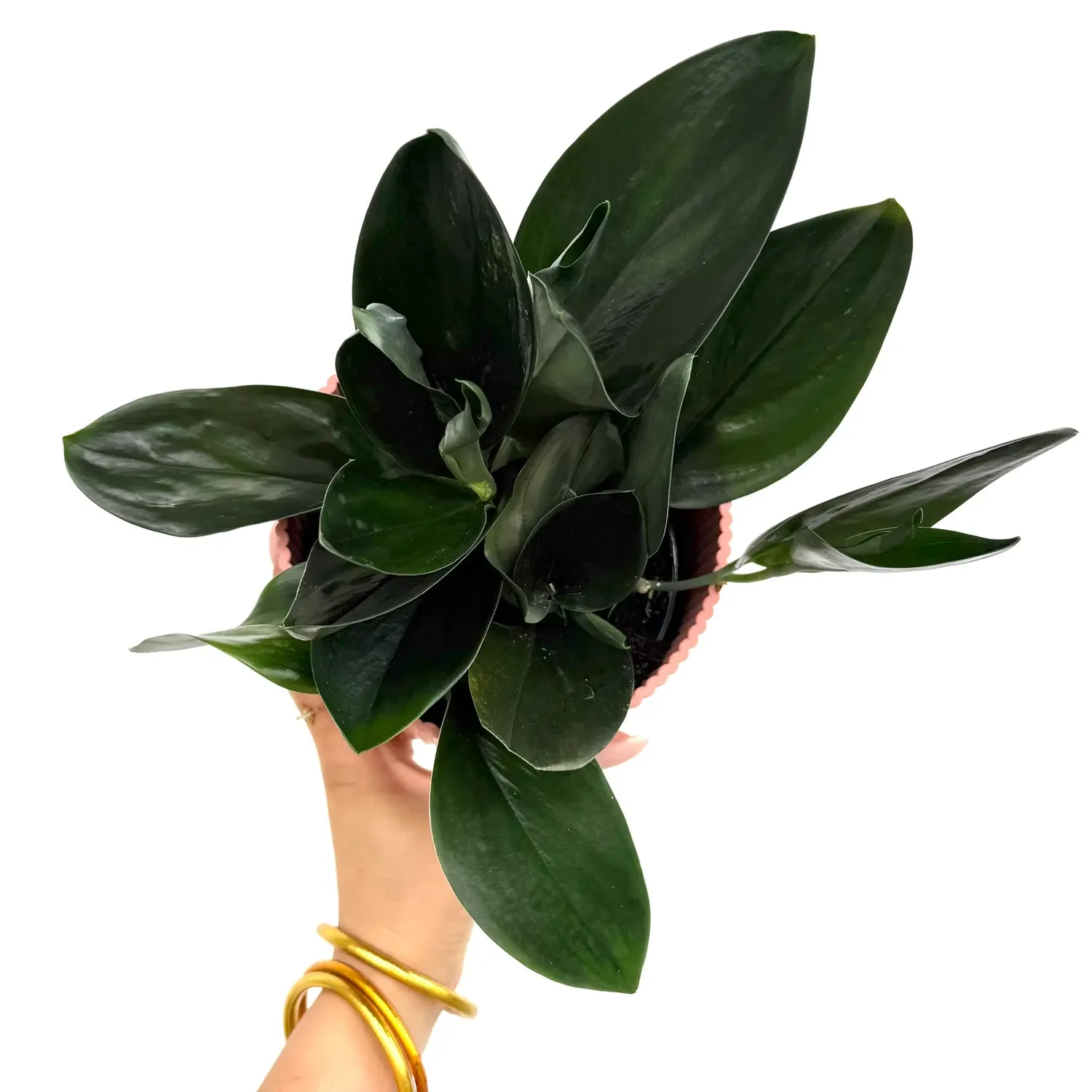 Plant and Stories Scindapsus Treubii Dark Form grimpante pot 12 cm