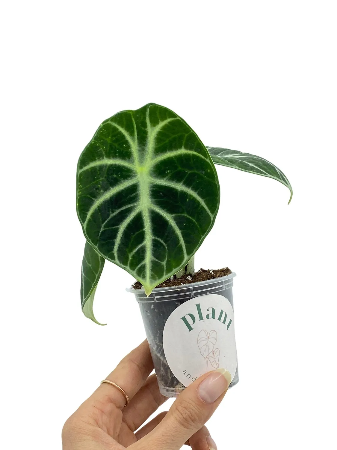 Plant and Stories Alocasia Black Ninja plante pot 11cm noire