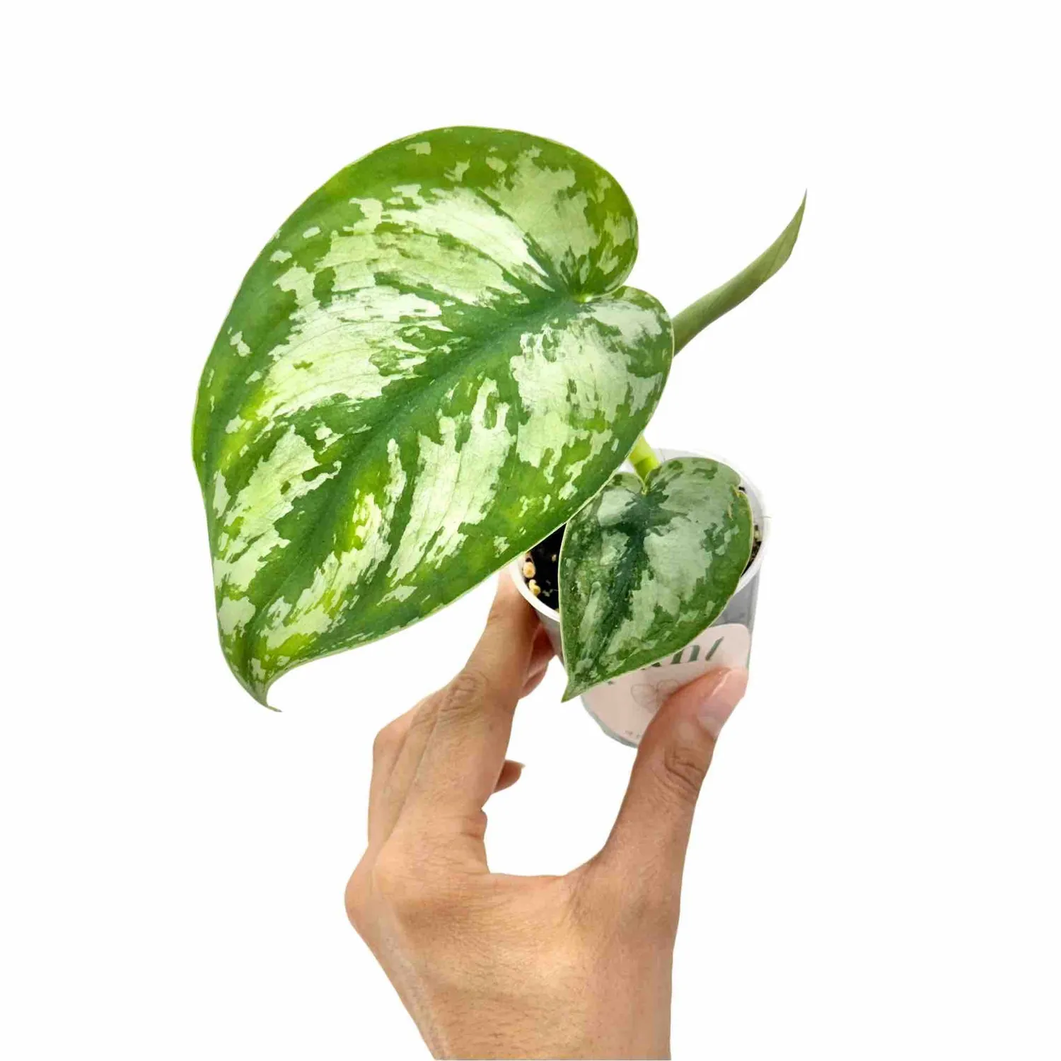 PLANT AND STORIES Scindapsus Pictus Exotica plante pot 6cm