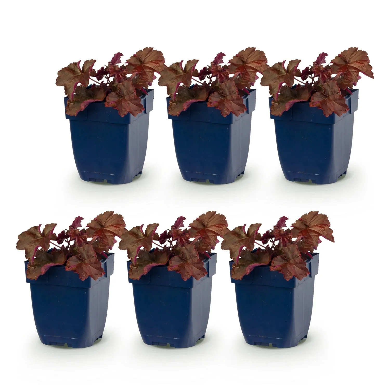 Plant and Stories Heuchère Palace Purple vivace pot 11 cm 1 plant