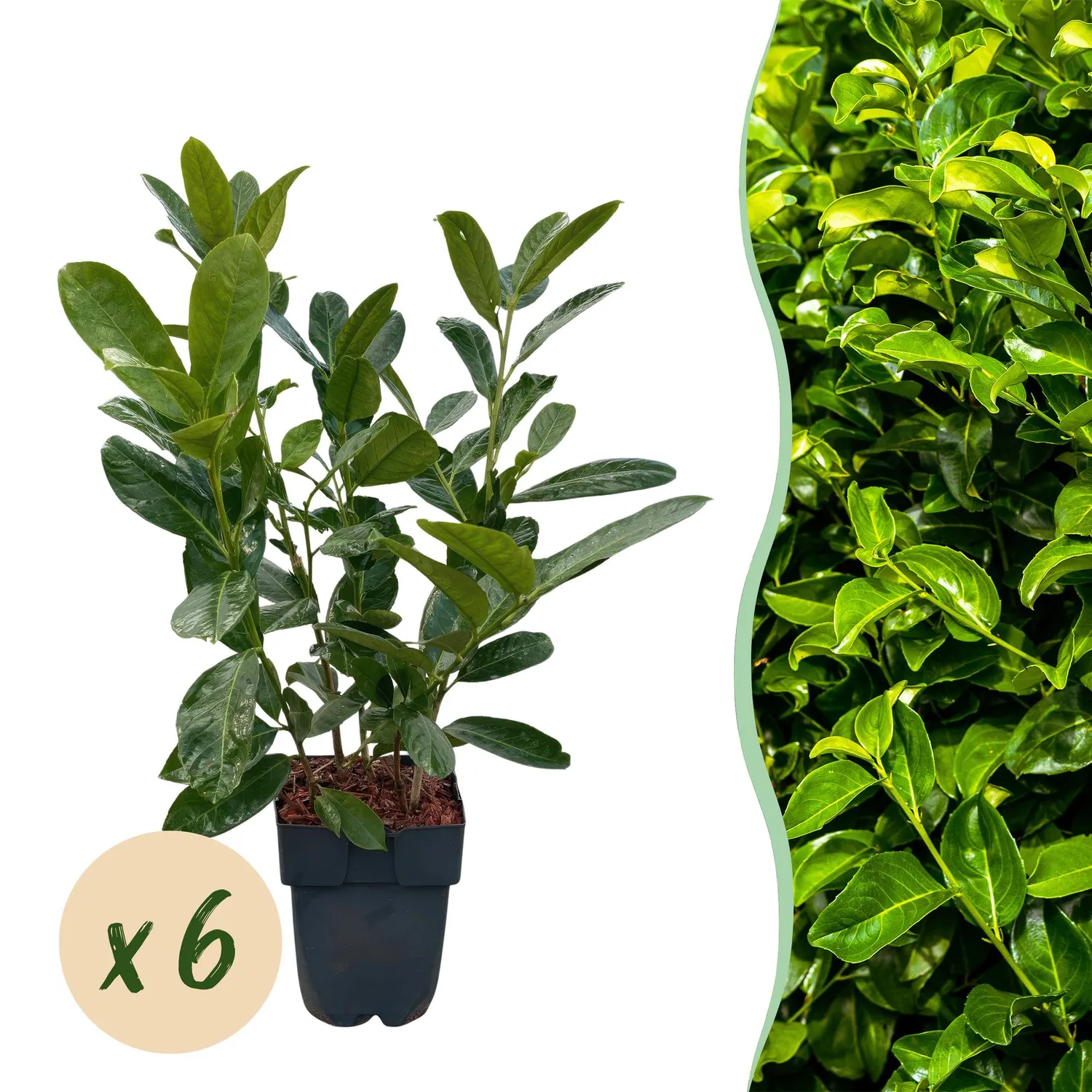 Plant and Stories Laurier-cerise Rotundifolia plante de haie lot 6 persistant