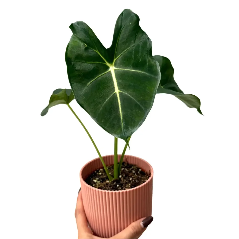 Plant and Stories Alocasia Micholitziana plante pot 10,5 cm velours
