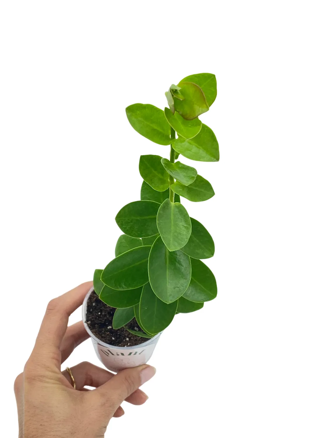 Plant and Stories Hoya Cumingiana plante pot 6cm fleurs parfumées
