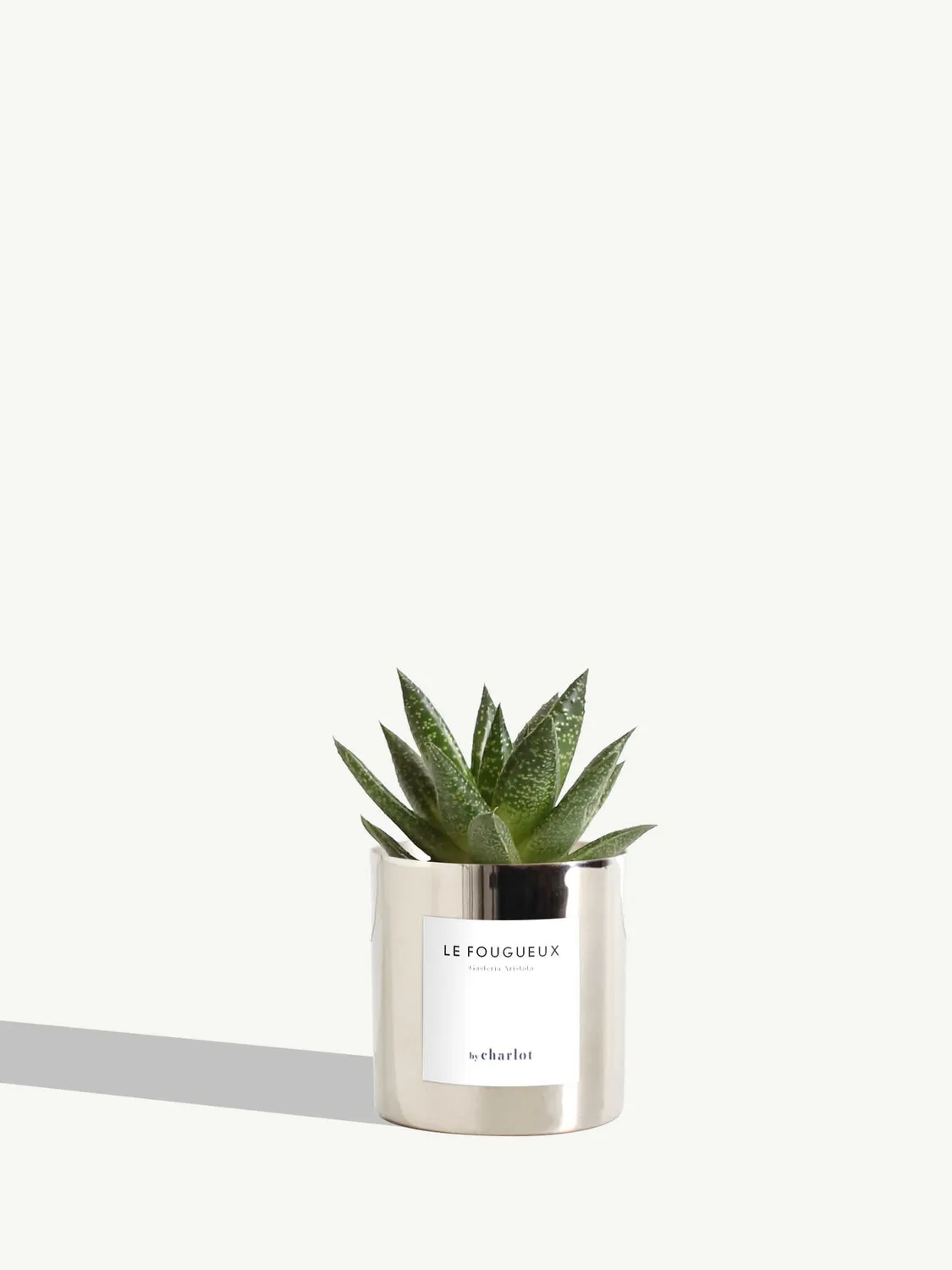 By Charlot Le Fougueux mini plante XS succulente
