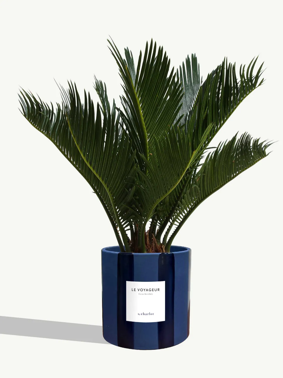 By Charlot Le Voyageur cycas plante pot 14 cm