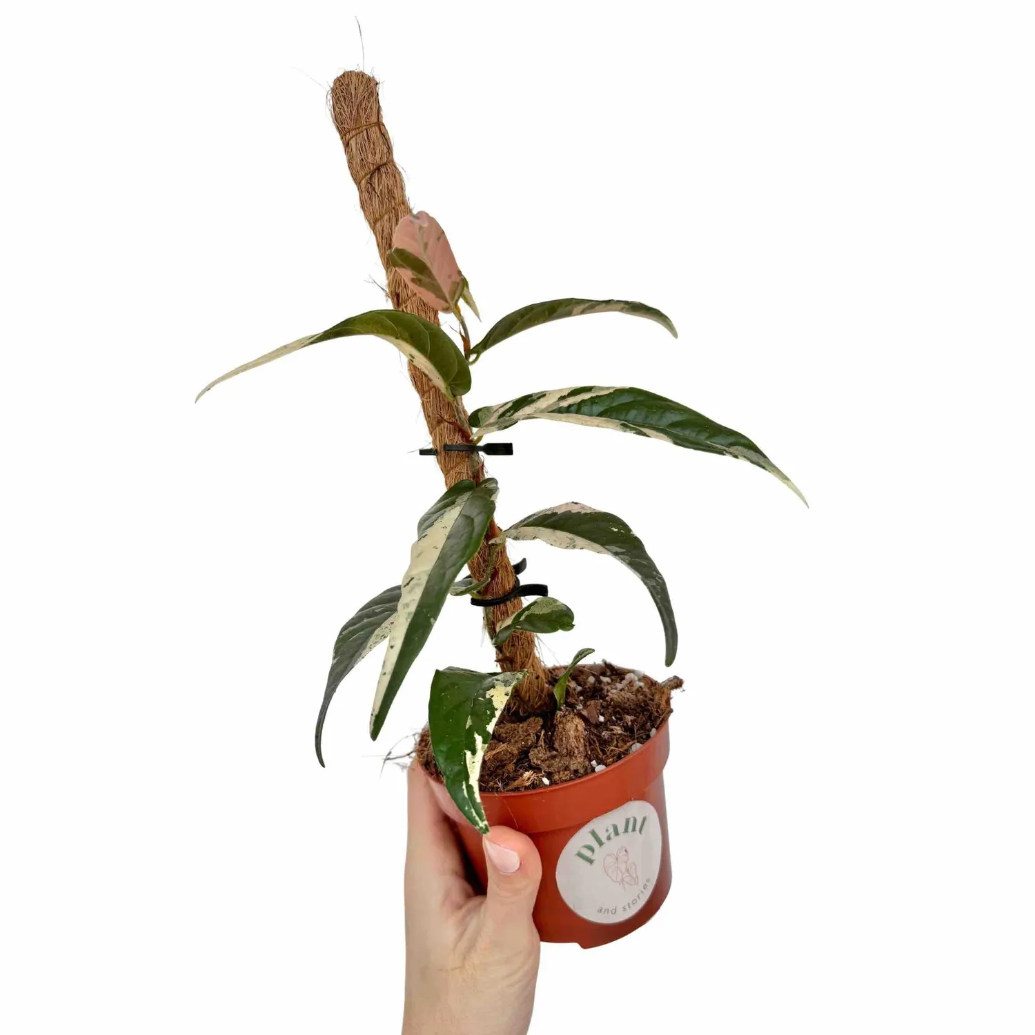 Plant and Stories Sagittata Variegata ficus pot 9cm panaché