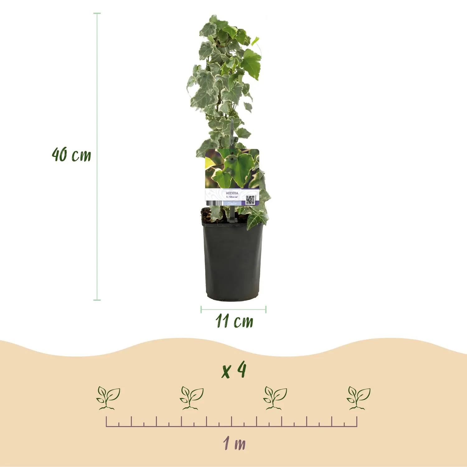 Plant and Stories Glacier lierre grimpant lot 2 ombre