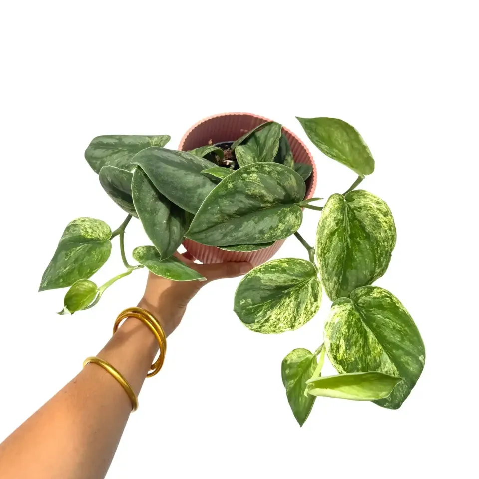 Plant and Stories Scindapsus Silver Knight plante rare pot 12 cm