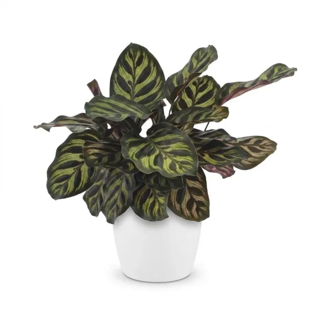 Plant and Stories Calathea Makoyana Plante Paon Pot 12cm