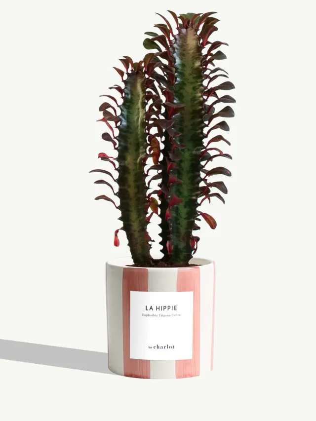 By Charlot La Hippie plante euphorbia rubra 10 cm