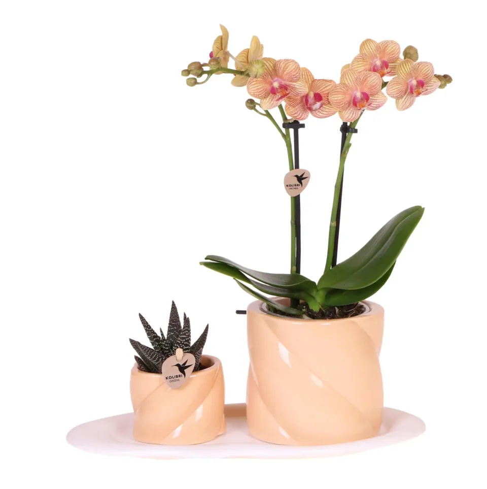 Plant and Stories Phalaenopsis Orchidée Orange Coffret Cadeau