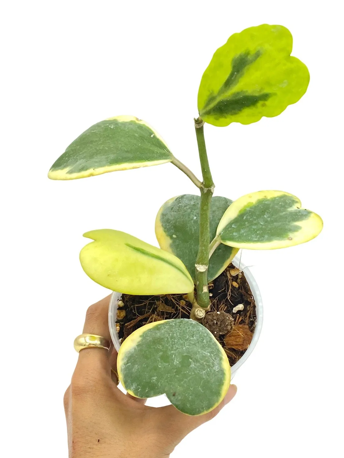Plant and Stories Hoya Kerrii Variegata plante cœur pot 6 cm panaché