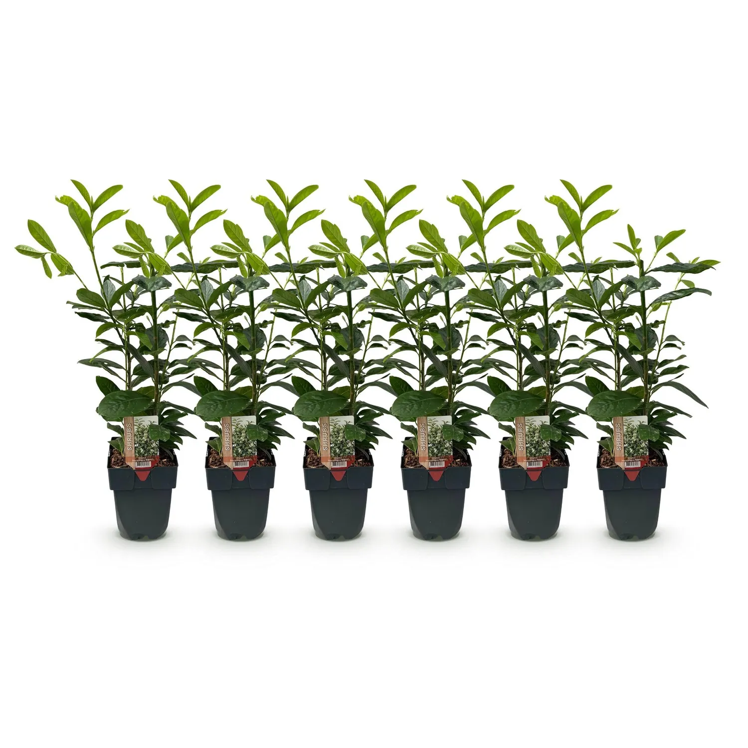 Plant and Stories Laurier-cerise Novita haie lot 6 pots 17 cm