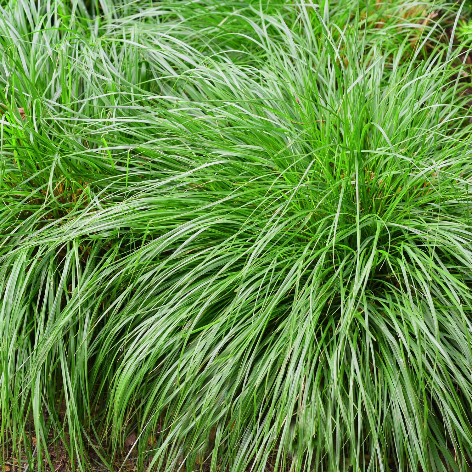Plant and Stories Carex Intense Green laîche verte pot 17 cm