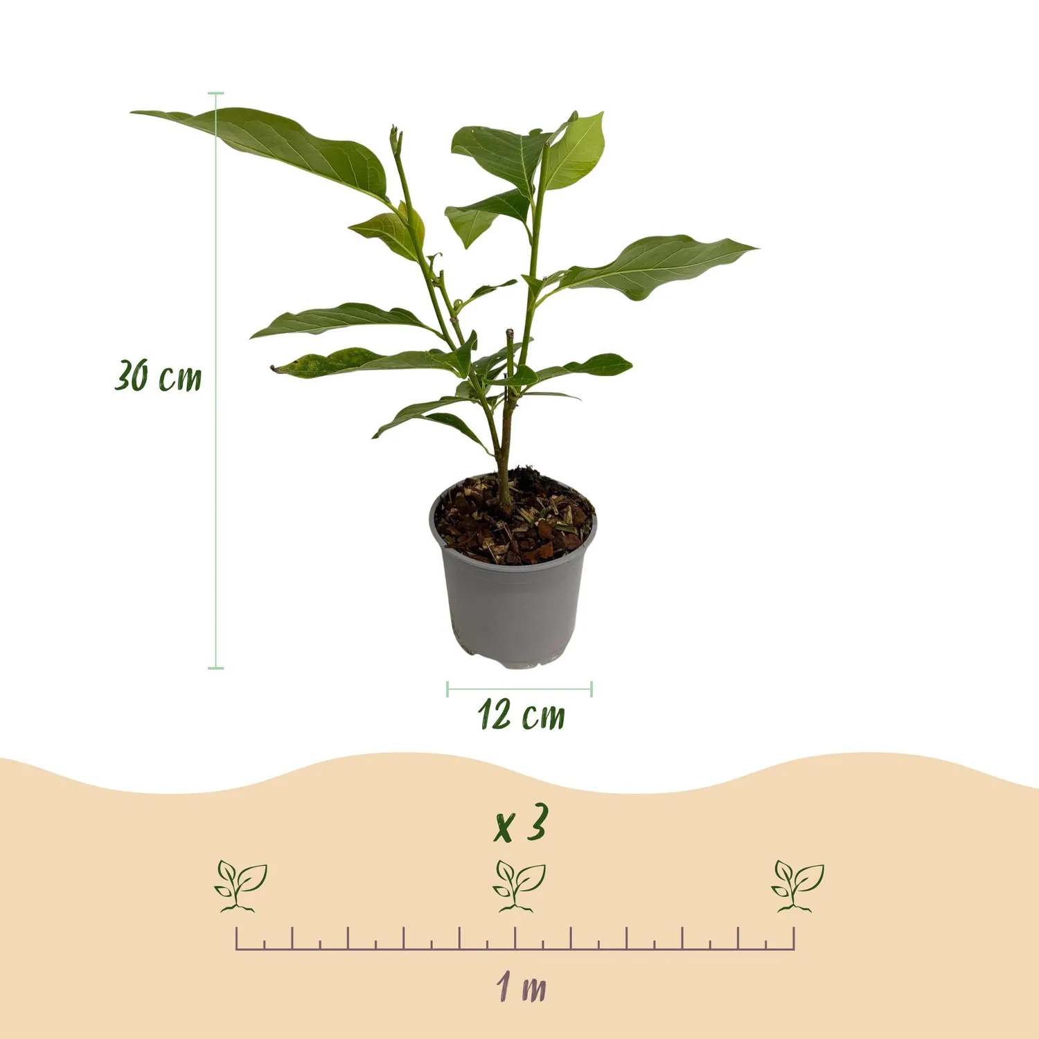 Plant and Stories Ricki magnolia arbuste 1 plant rose