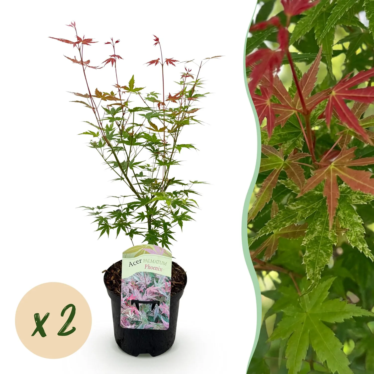 Plant and Stories Phoenix érable du Japon 70 cm pot 19 cm