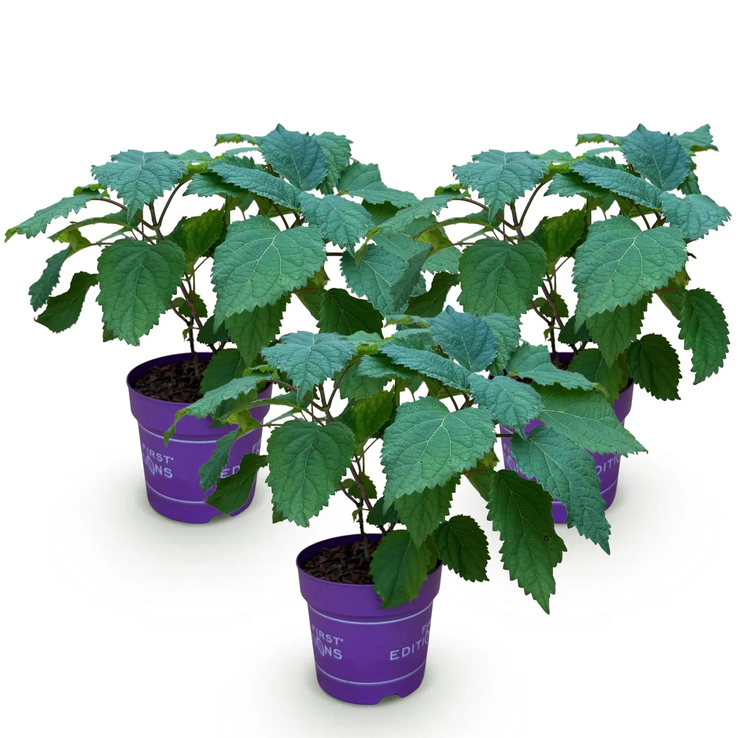 Plant and Stories FlowerWOW hortensia blanc pot 14 cm 1 plant