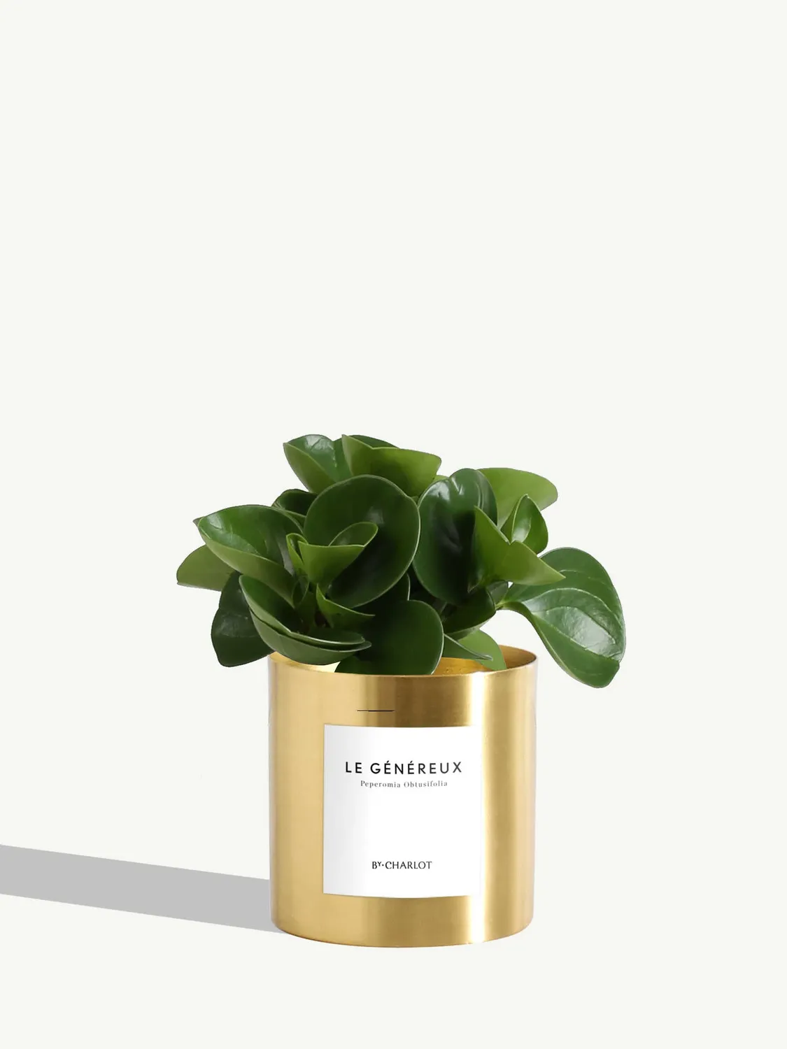 By Charlot Le Généreux plante peperomia pot 10 cm