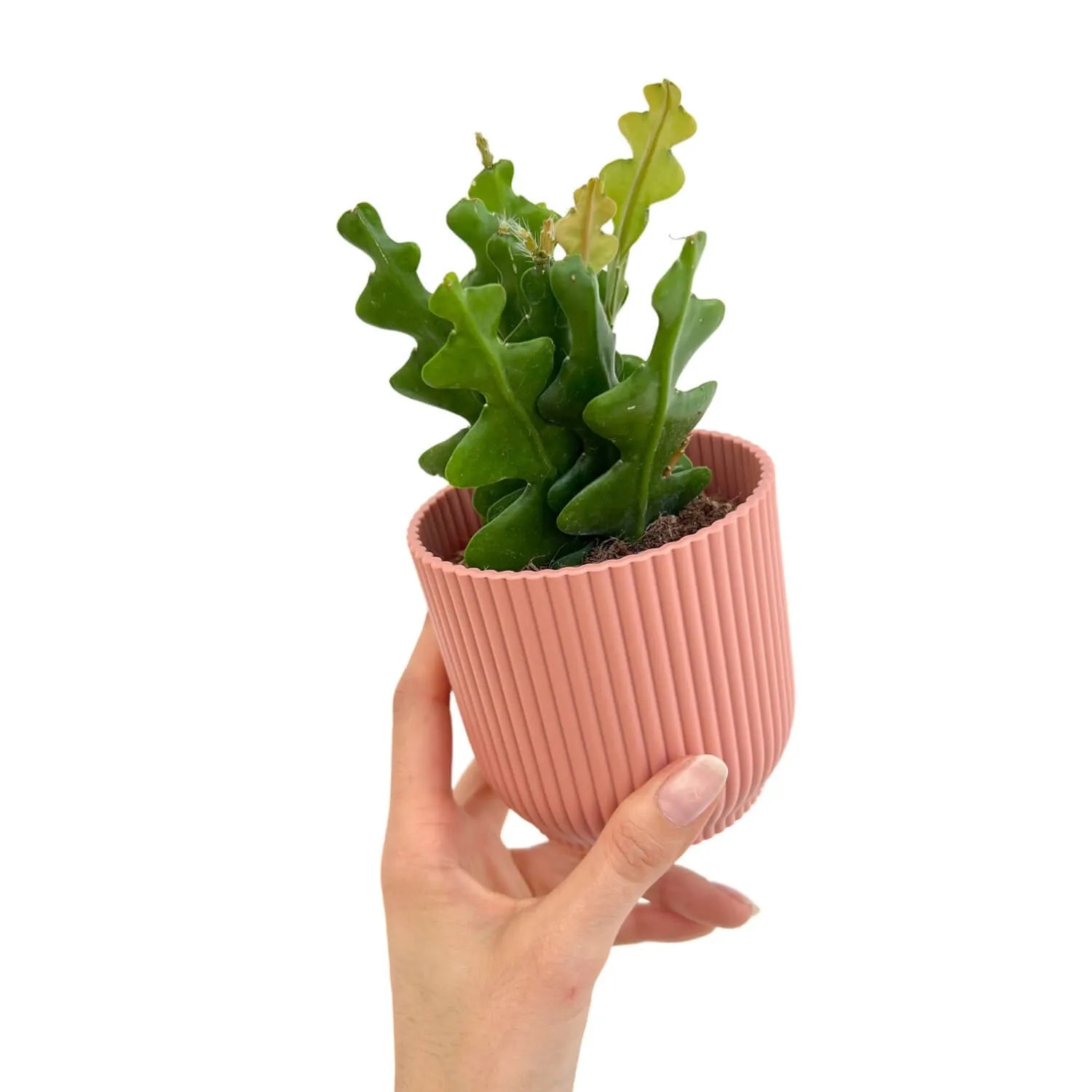 PLANT AND STORIES Epiphyllum Anguliger cactus pot 9 cm retombant