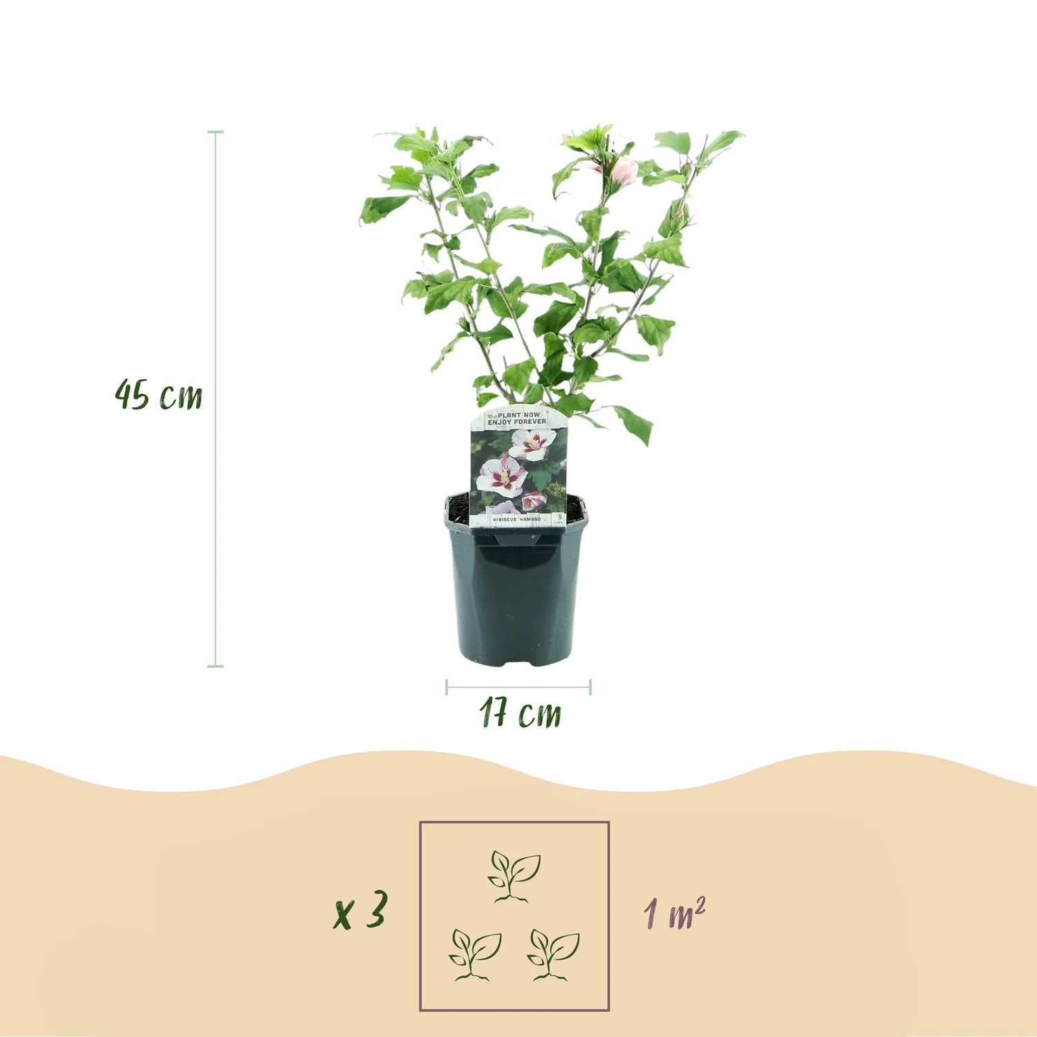 Plant and Stories Hibiscus Hamabo arbuste pot 17 cm 45 cm fleurs blanches