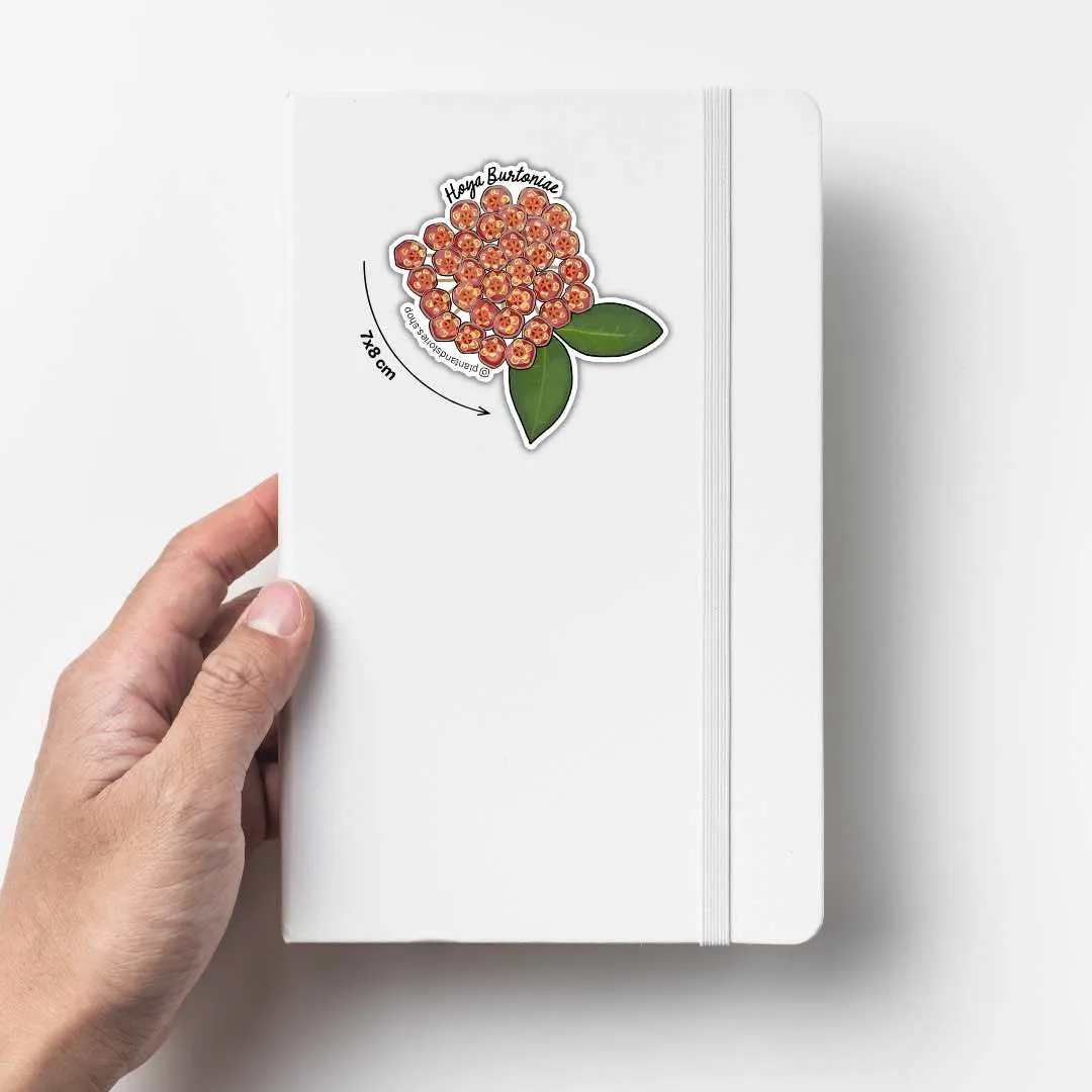 Plant and Stories Hoya Mathilde carte plante avec sticker
