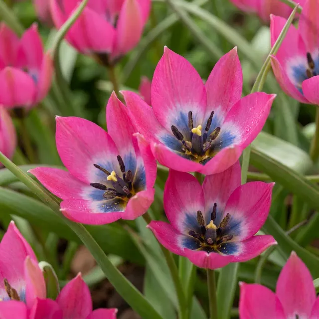 Plant and Stories Tulipe Little Beauty bulbes 50 bulbes rose