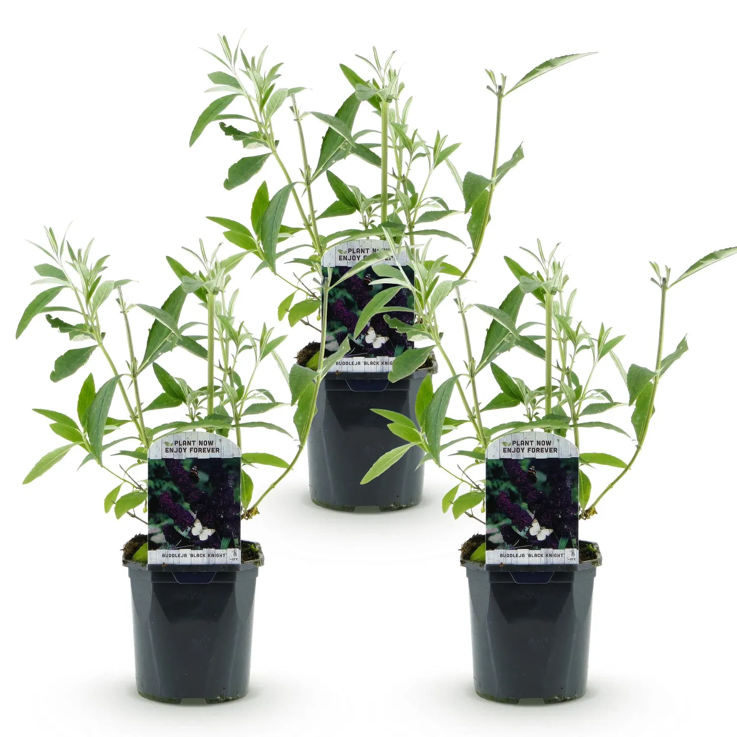 Plant and Stories Buddleja Black Night arbuste 1 plant violet