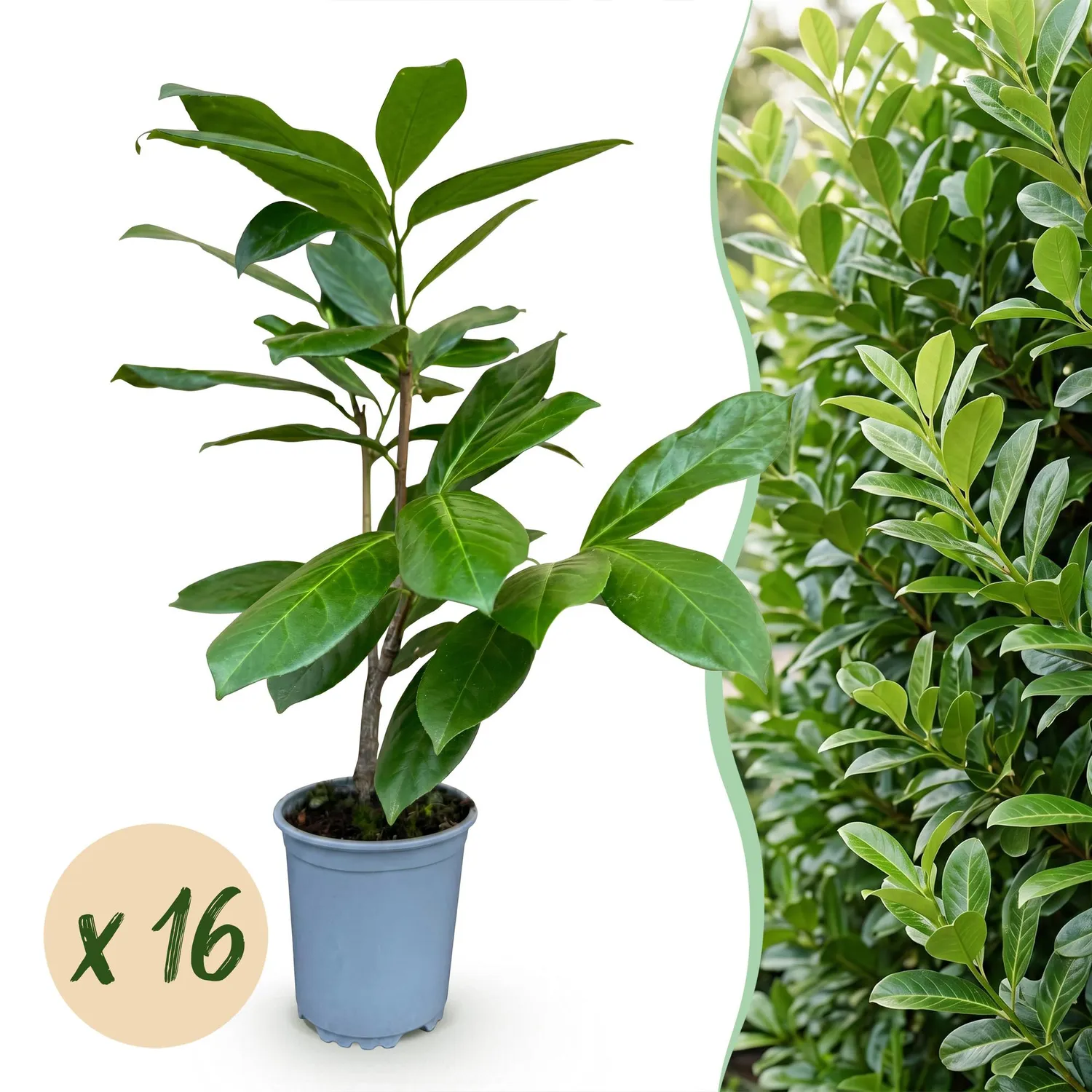 Plant and Stories Laurier-cerise Rotundifolia haie 8 plants pot 9 cm