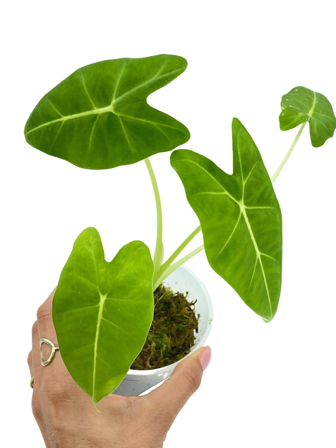 Plant and Stories Frydek alocasia micholitziana velours pot 6 cm