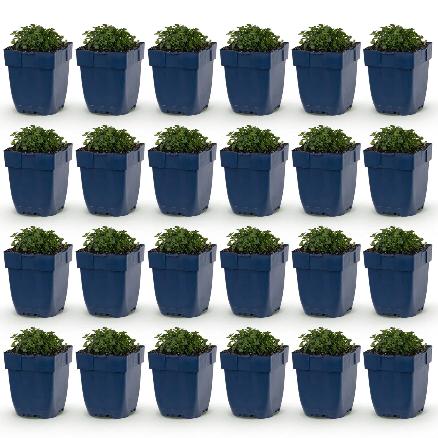 PLANT AND STORIES Campanule des murs couvre-sol 1 plant pot 11 cm