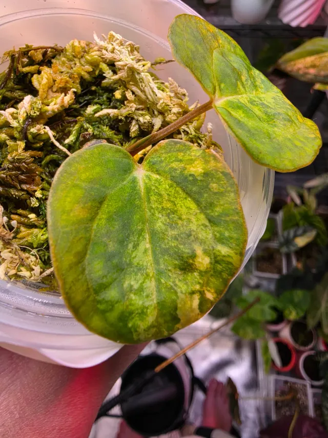 plant.ess Papillilaminum x Carlablackiae anthurium panaché clone