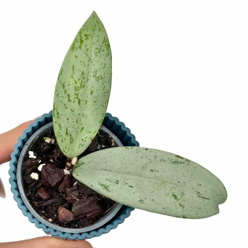 Plant and Stories Hoya Pubicalyx Silver Ghost plante pot 6cm feuillage argenté