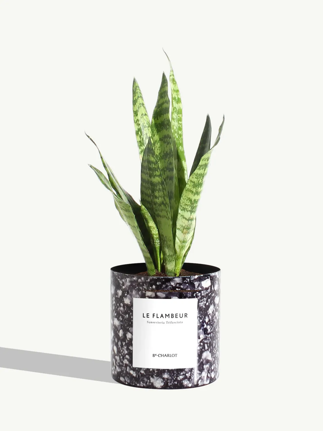 By Charlot Le Flambeur sansevieria plante pot 10 cm