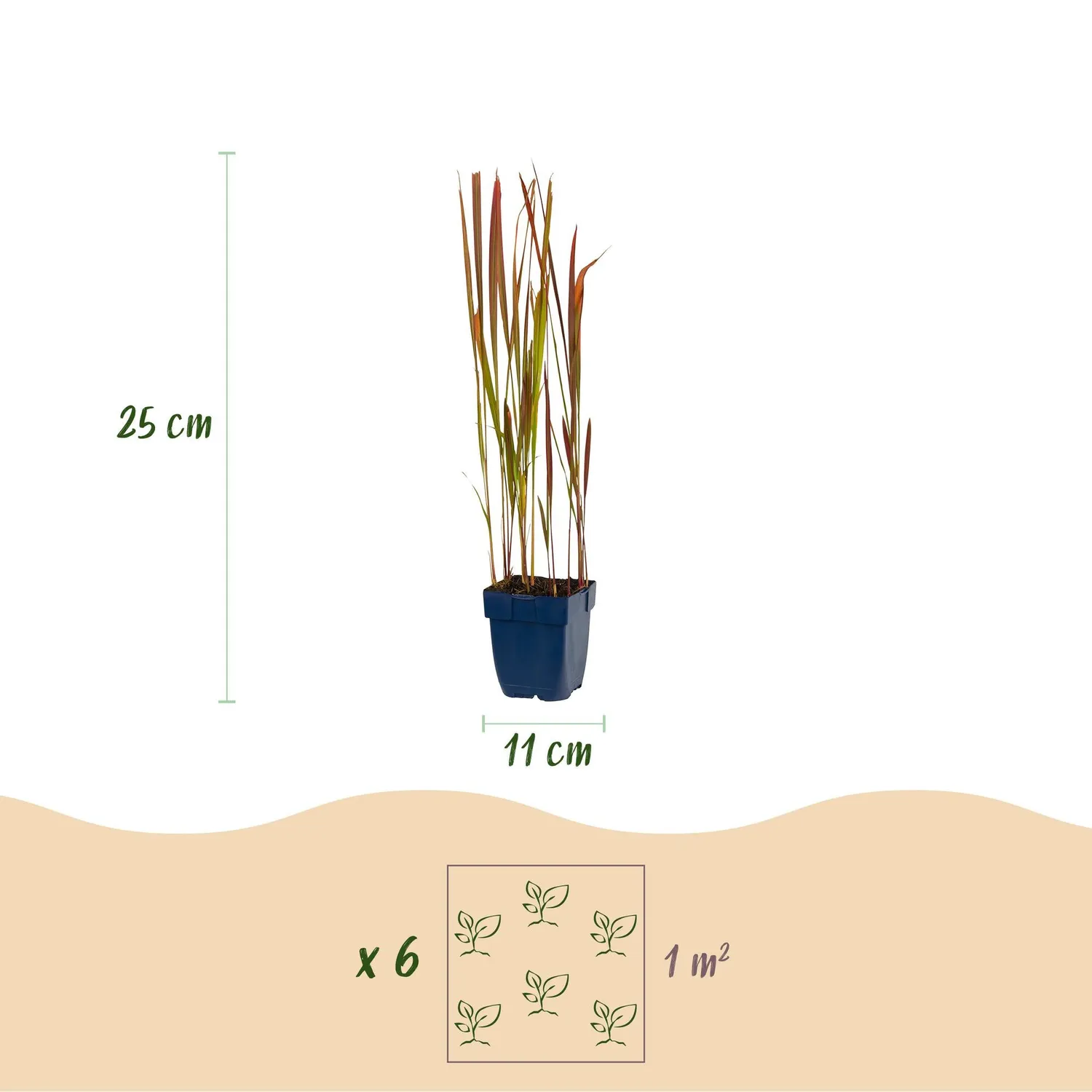 Plant and Stories Imperata Red Baron graminée 1 plant rouge
