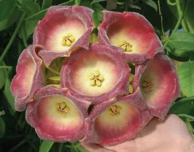 Plant and Stories Hoya Gigas plante pot 9cm grandes feuilles