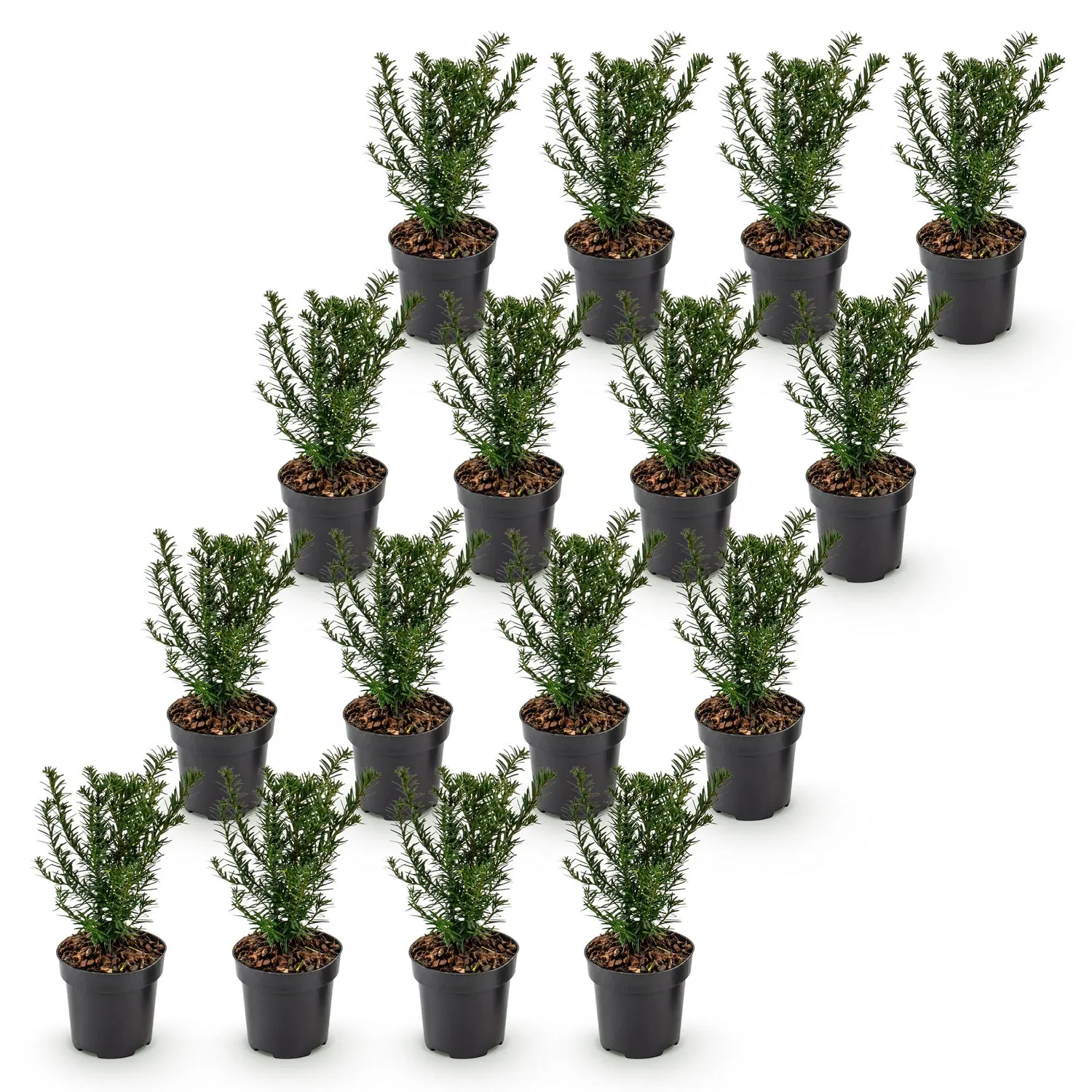 Plant and Stories Taxus baccata if commun 8 plants pot 9 cm
