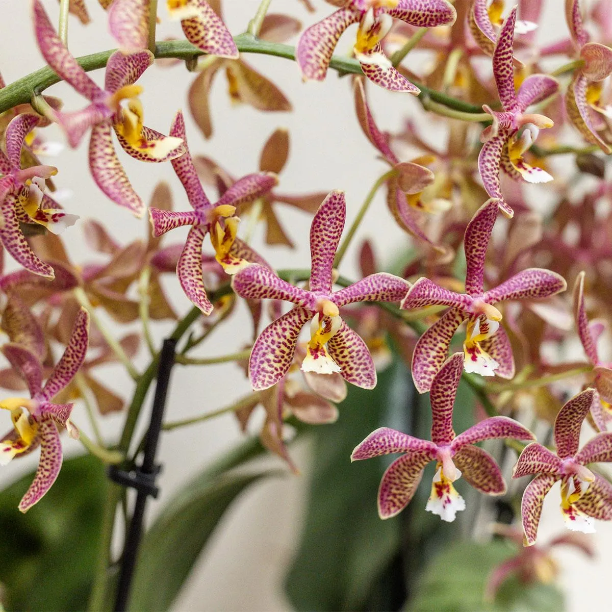 PLANT AND STORIES Phalaenopsis Spider orchidée pot 9 cm orange