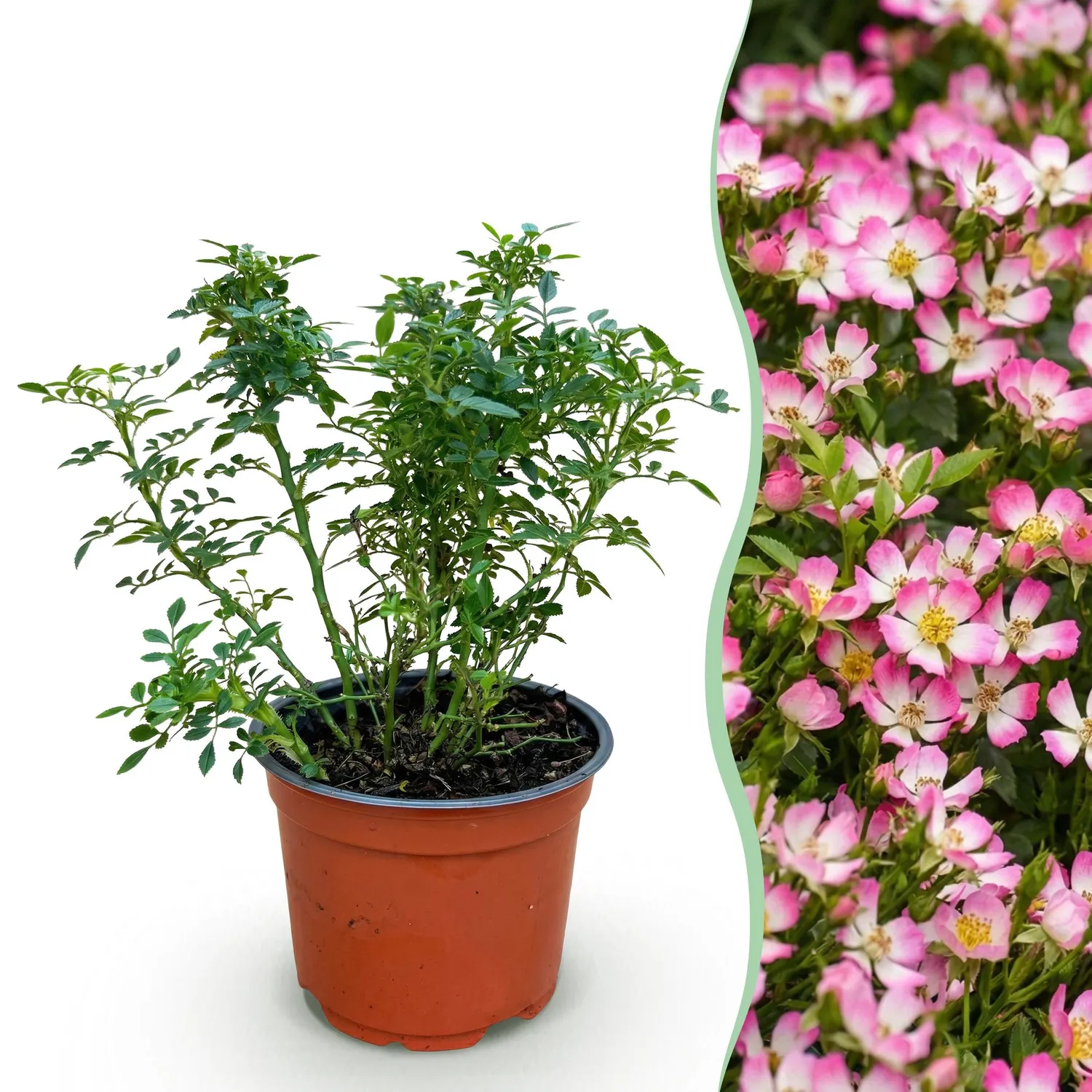 Plant and Stories Cutie Pie rosier buisson 1 plant pot 12 cm parfumé