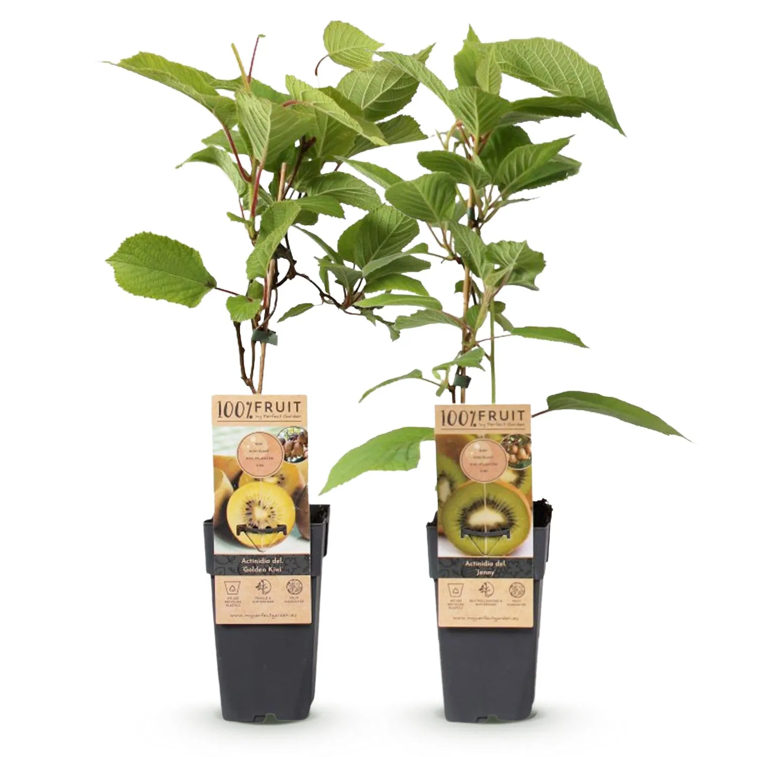 Plant and Stories Kiwi Jenny Doré fruitier pot 15 cm rustique