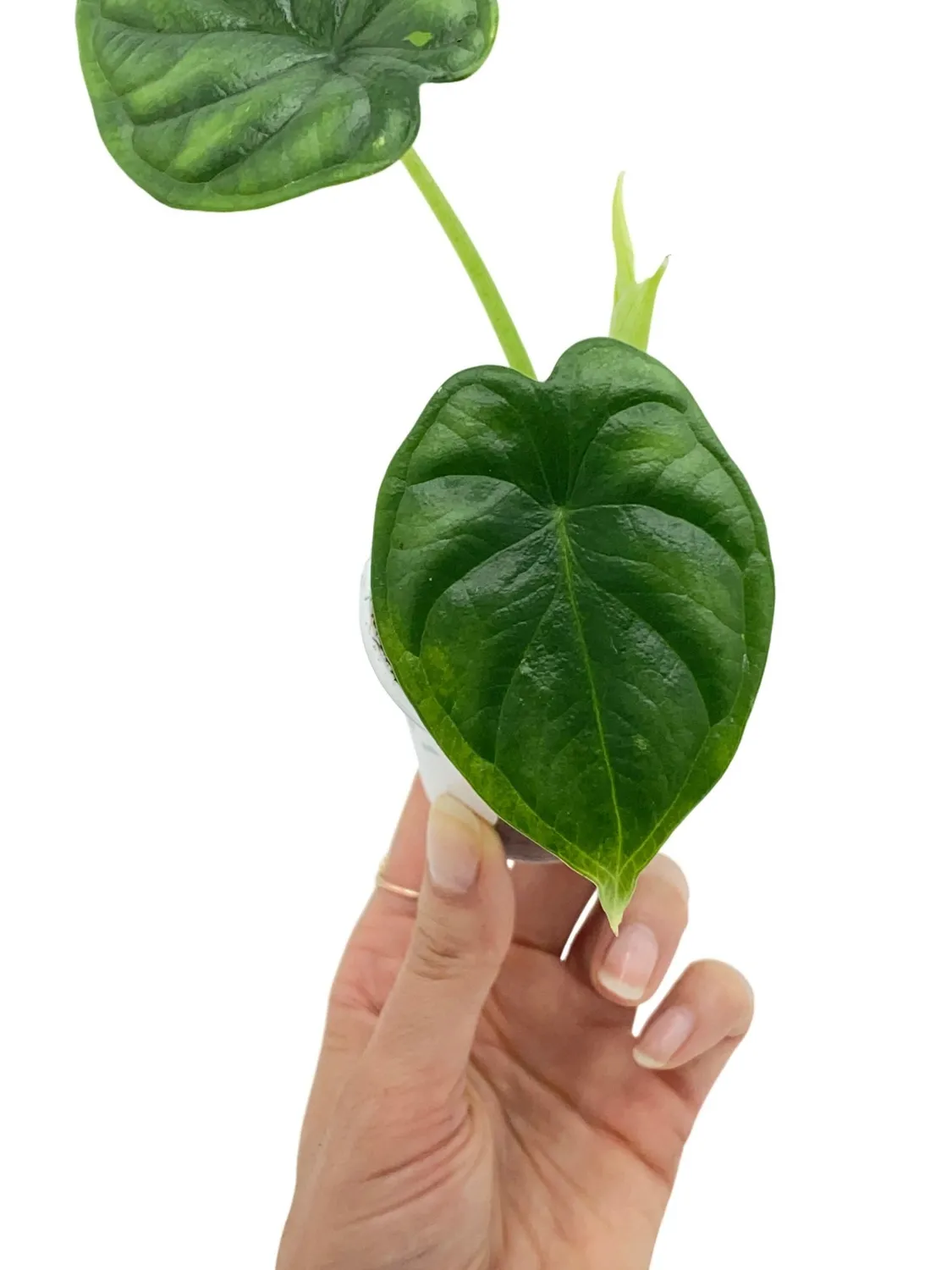 Plant and Stories Alocasia Dragon Scale plante d'intérieur pot 6 cm