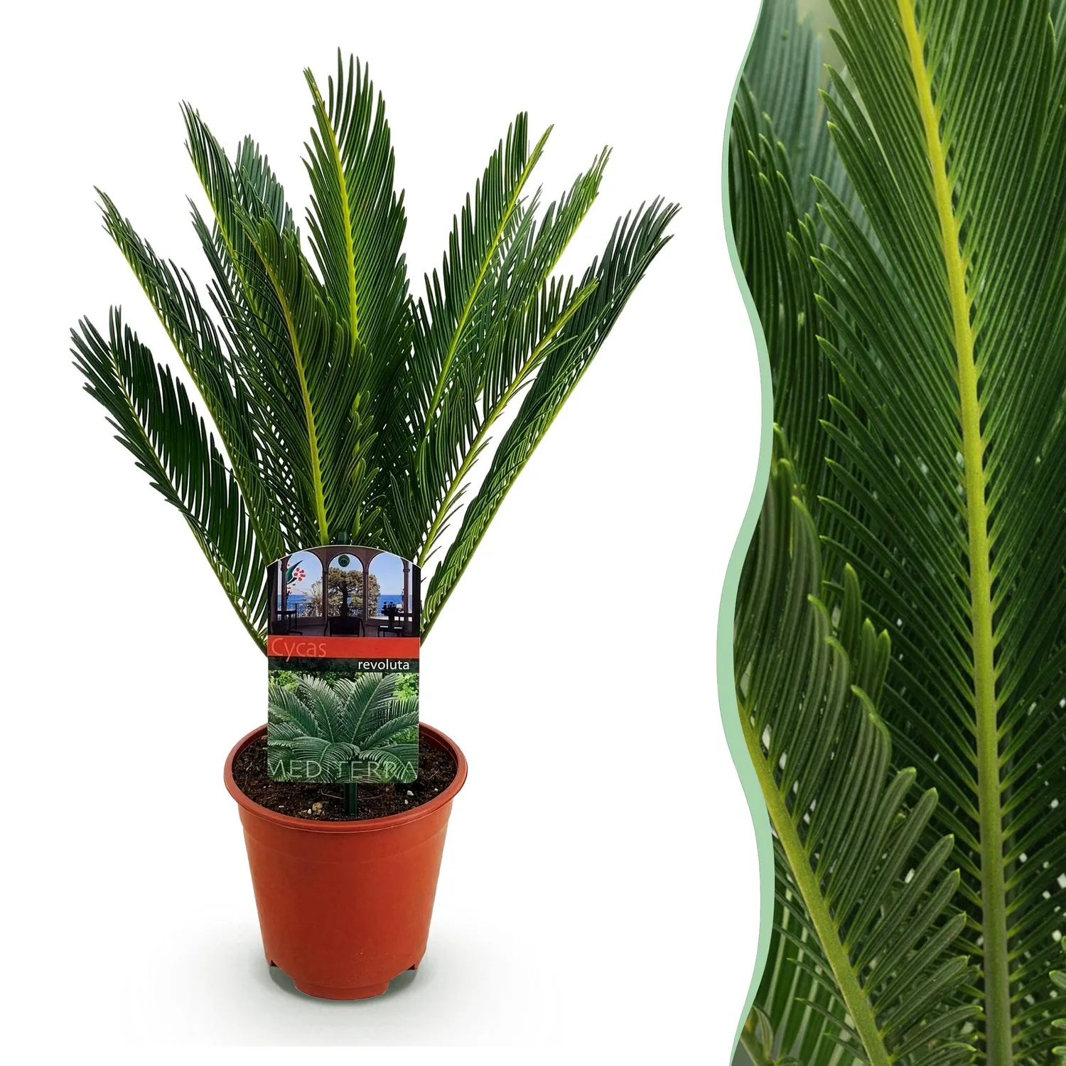 Plant and Stories Cycas revoluta palmier 1 plante pot 15 cm