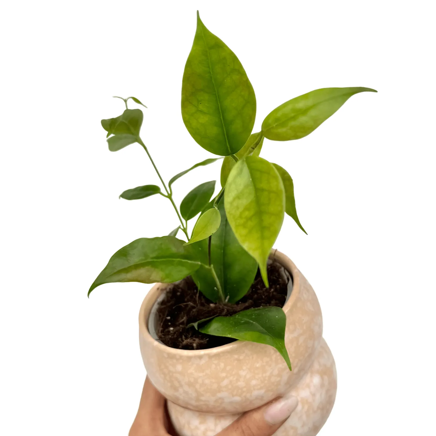 Plant and Stories Paziae hoya plante pot 10,5 cm velours