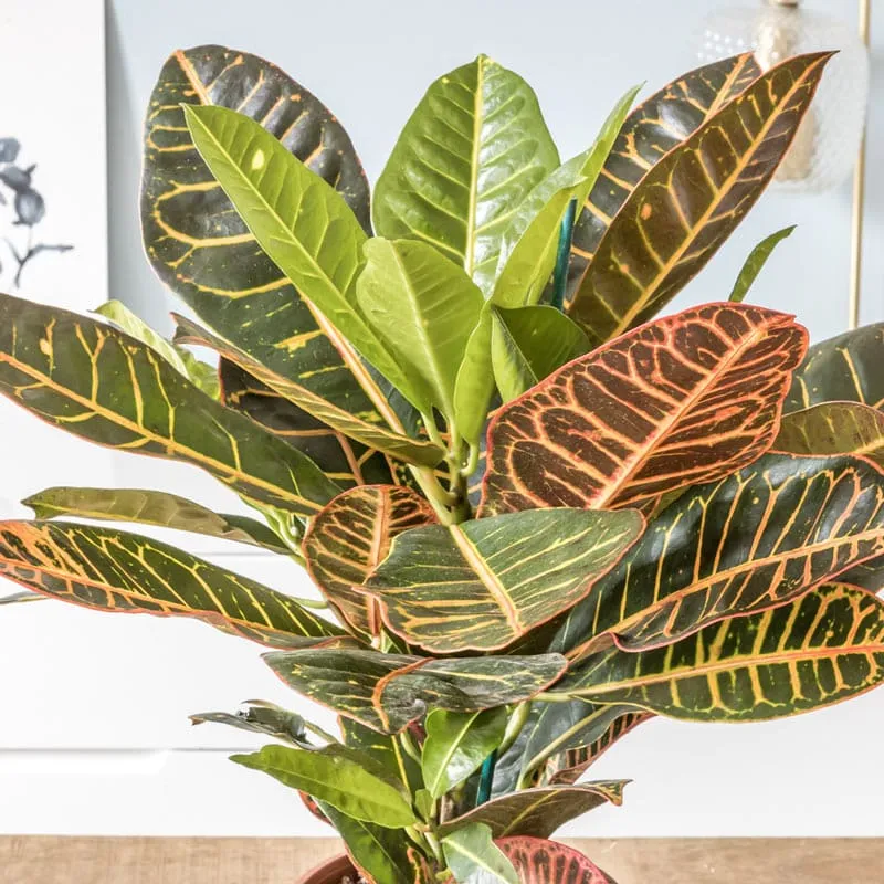 Réconciliation Végétale Léonie Croton Petra plante verte colorée