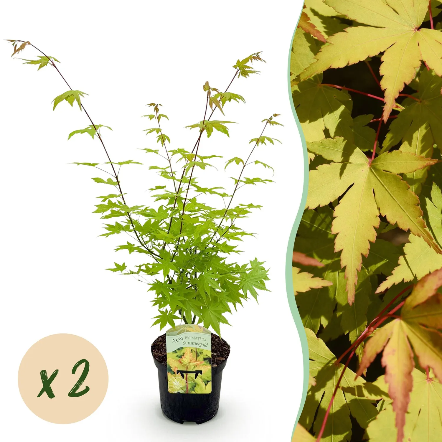 Plant and Stories Summergold érable Japon pot 19cm doré 70cm