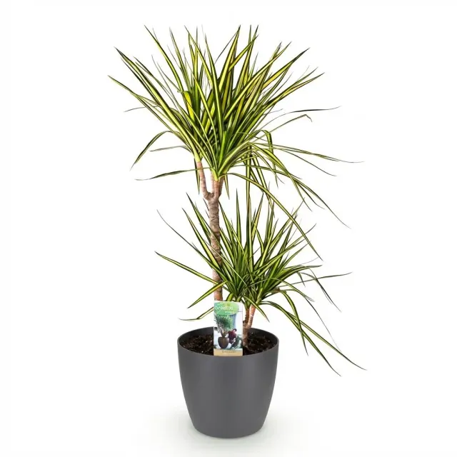 Plant and Stories Dracaena Sunray plante pot 17cm 70cm bord doré