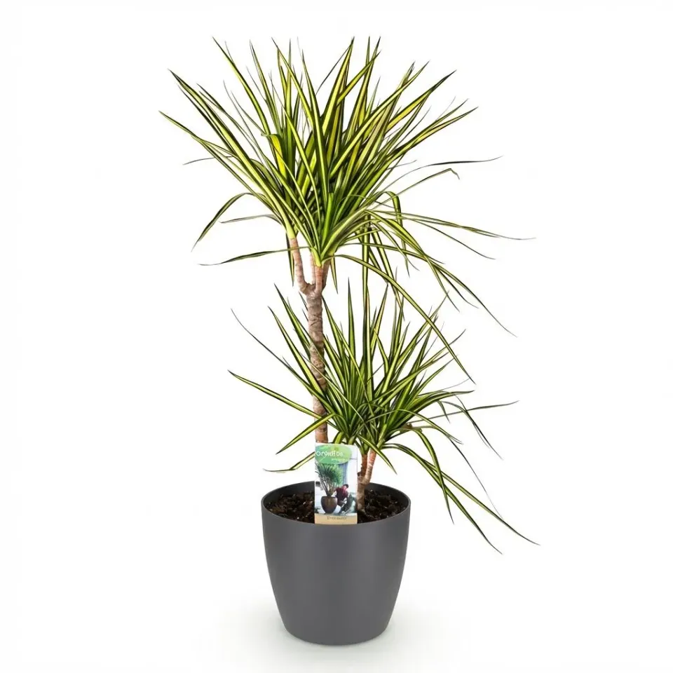Plant and Stories Dracaena Sunray plante pot 17cm 70cm bord doré