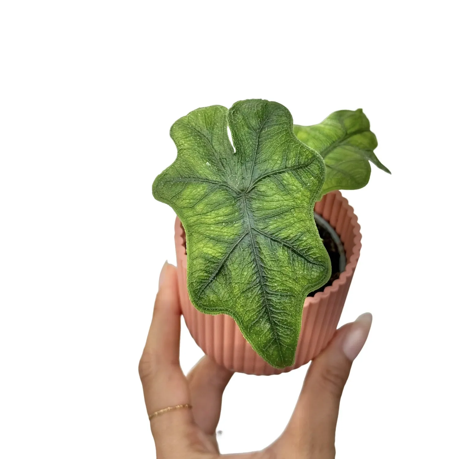 PLANT AND STORIES Alocasia Jacklyn plante d'intérieur pot 6cm
