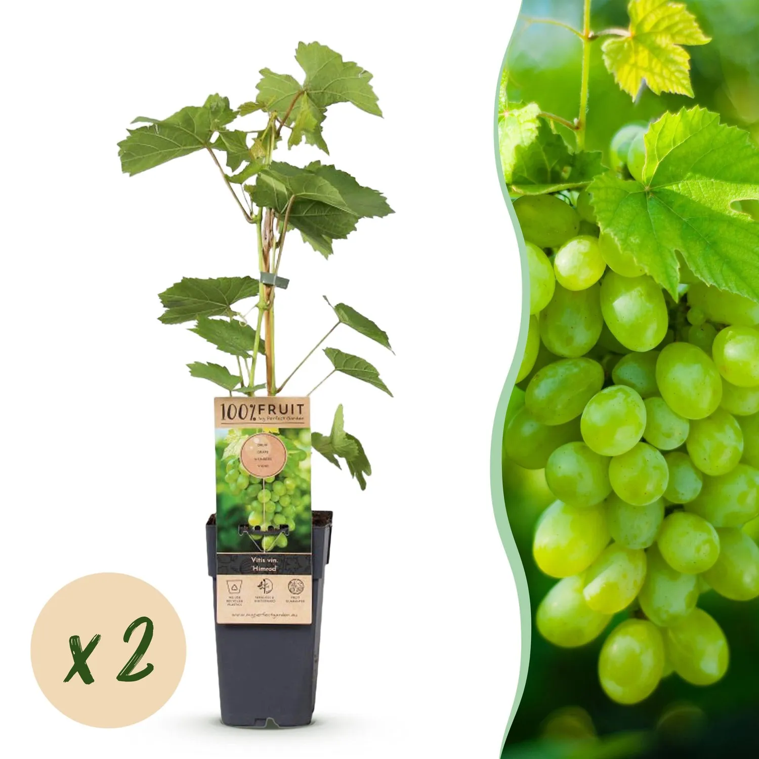 Plant and Stories Himrod Vigne fruitier lot 2 raisin sans pépins