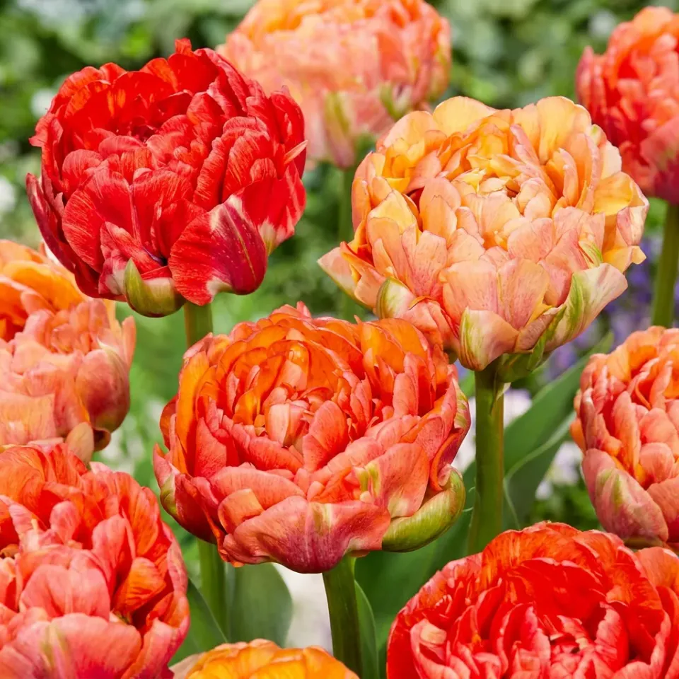 Plant and Stories Tulipe Gudoshnik Double bulbes 24 bulbes double